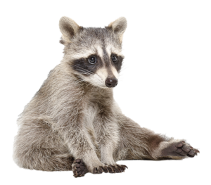 Raccoon sitting